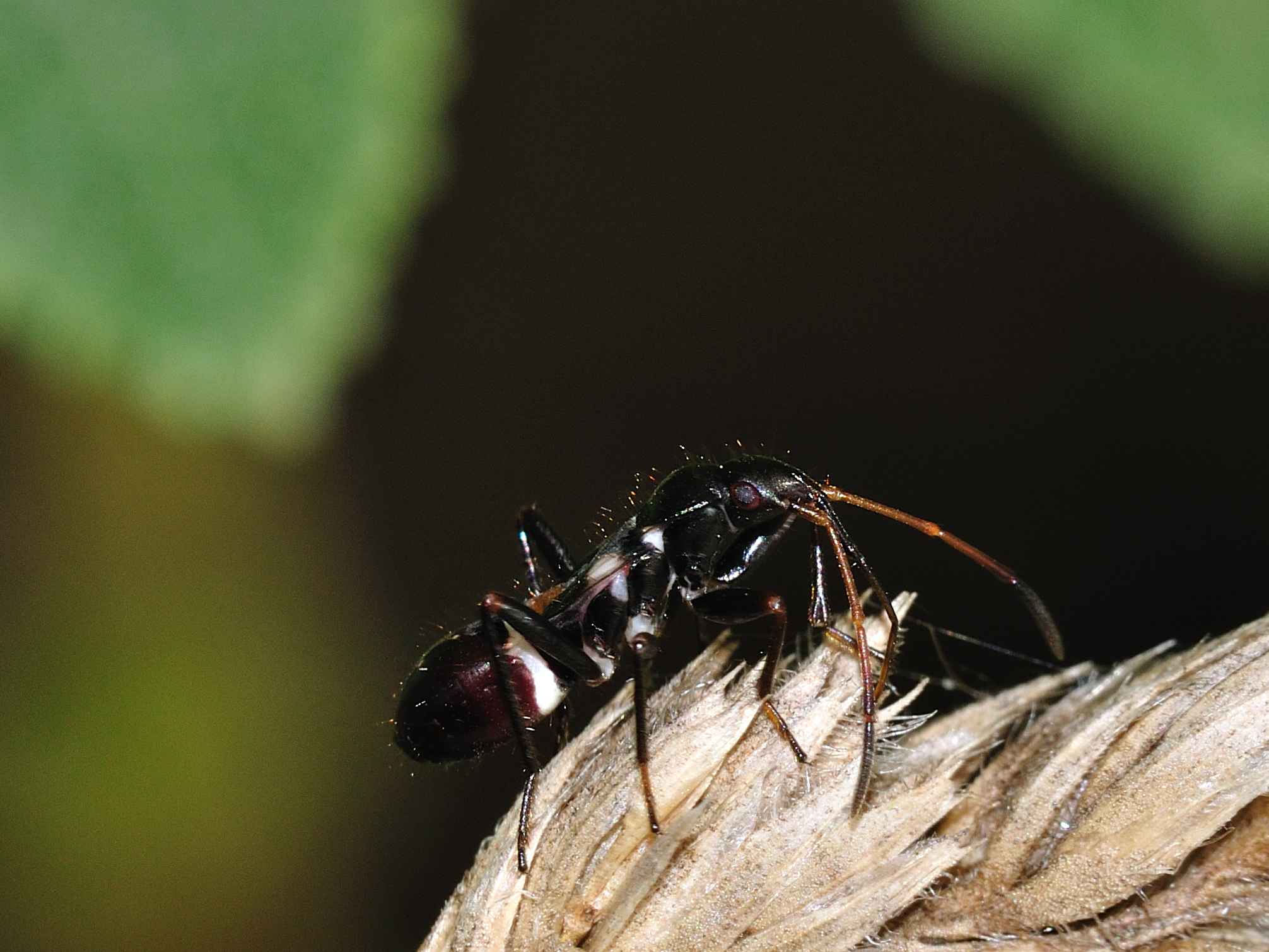 Ninfa di Lygaeidae: cfr. Raglius alboacuminatus